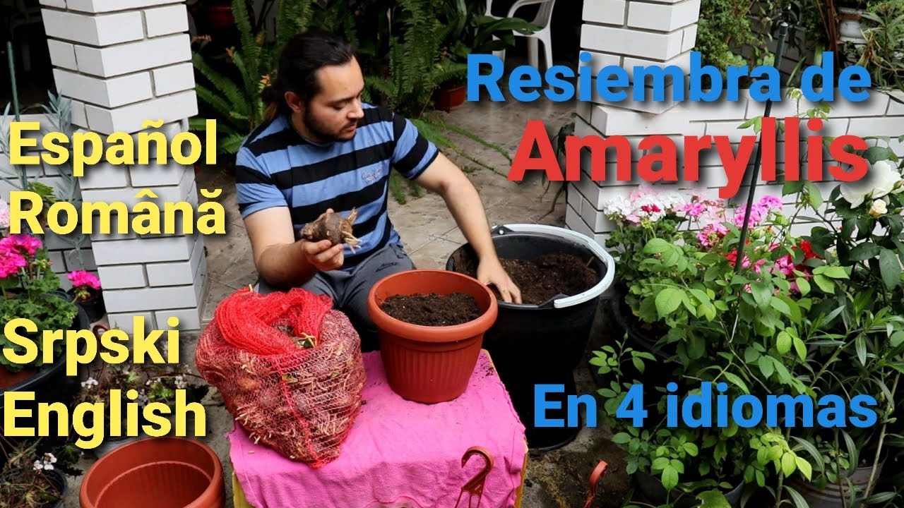 Como PLANTAR los BULBOS de AMARYLLIS en 4 idiomas: ESPAÑOL | ROMÂNĂ | SRPSKI | ENGLISH