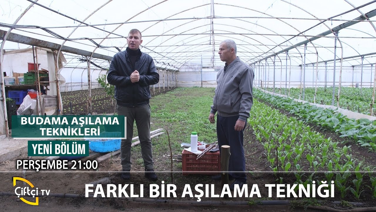 Farklı Budama Aşılama Teknikleri - BUDAMA AŞILAMA TEKNİKLERİ #bitki #tarım #aşılama