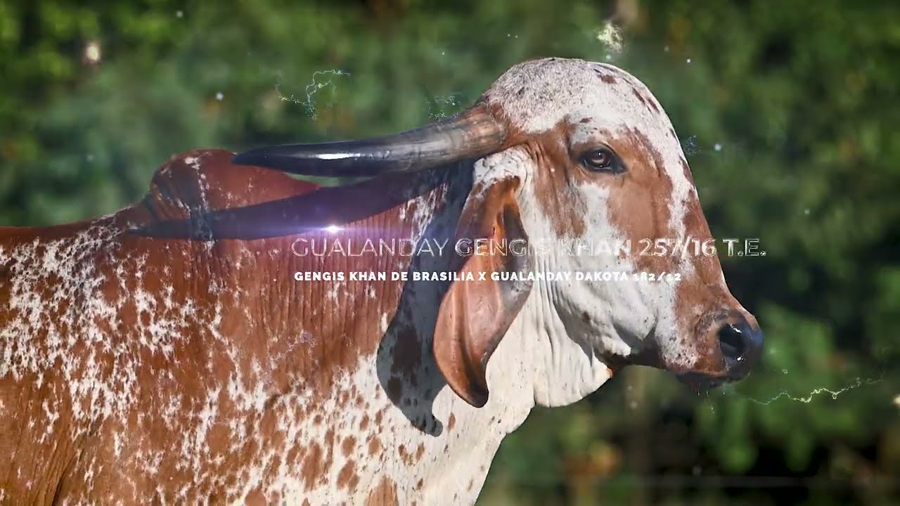 GUALANDAY GENHIS KHAN T.E. 257-16 - HGY031816
