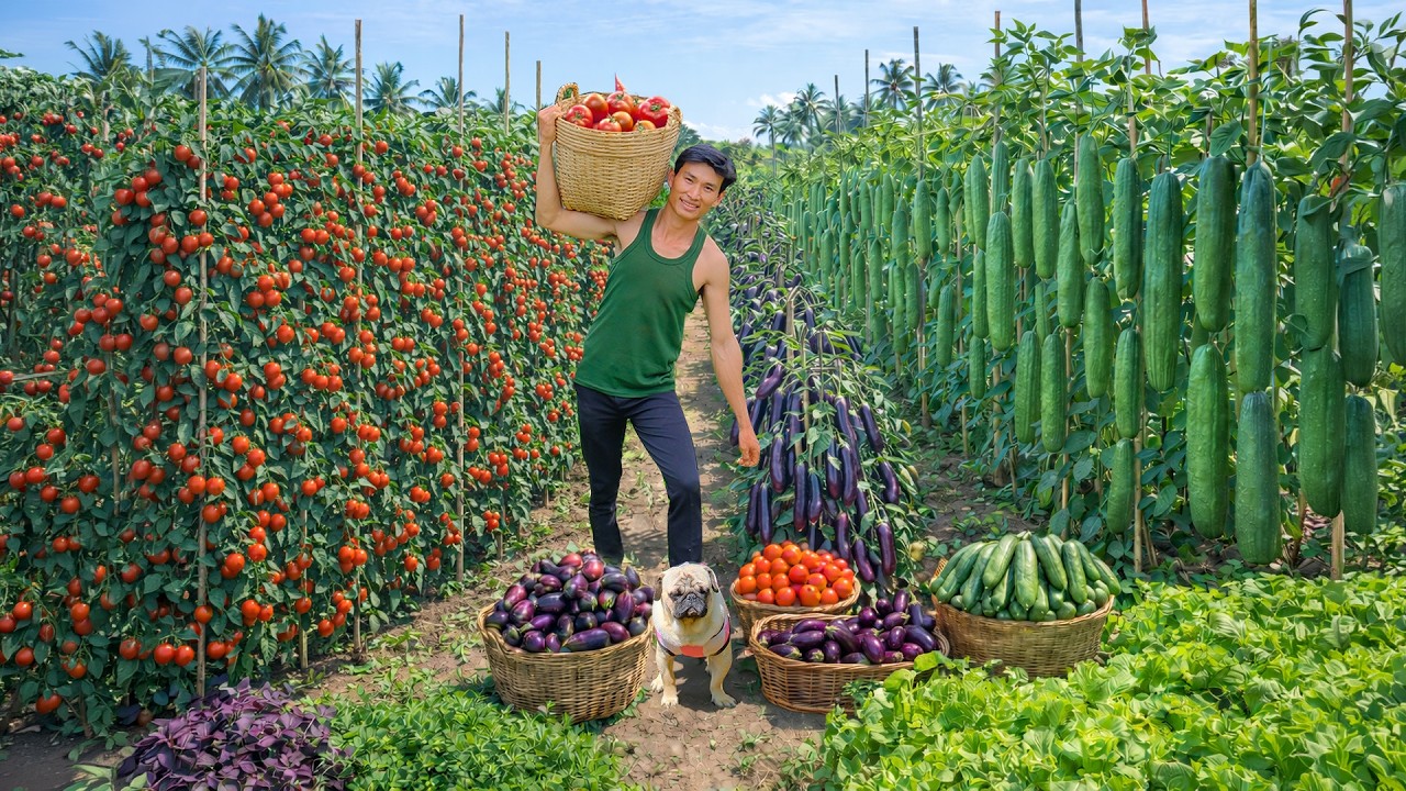 Harvest Cucumbers, Tomatoes, Eggplant – Sell At The Market, Cook – Peaceful Life After Quit The City