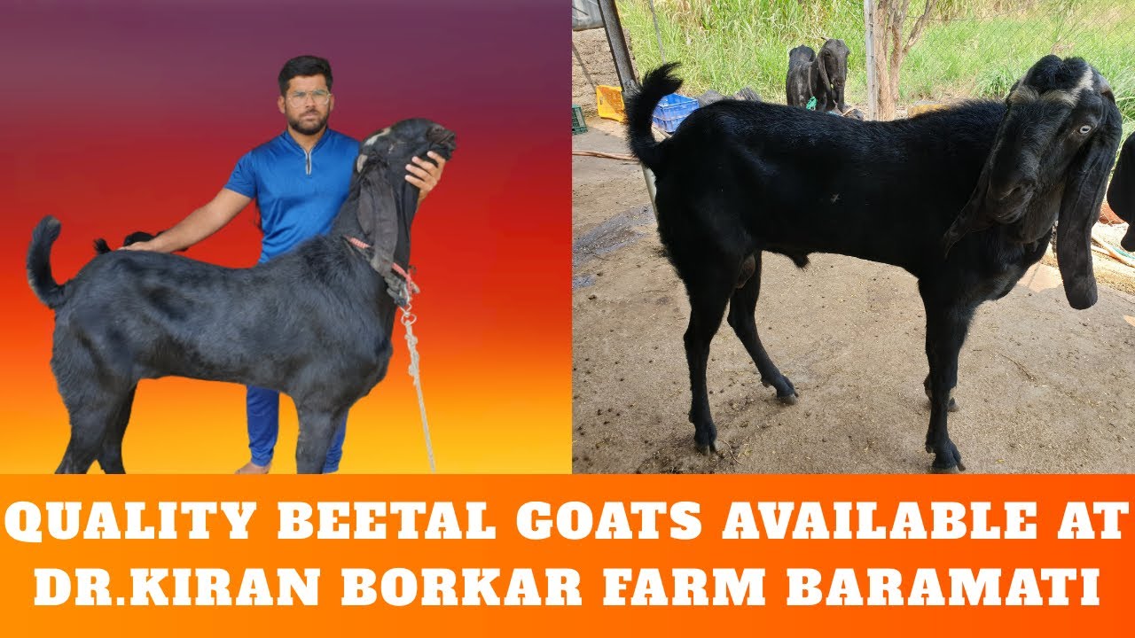 Beetal Best Quality Goats at Dr Kiran Borkar Sir Farm at Baramati#Beetal Kids available for Sale