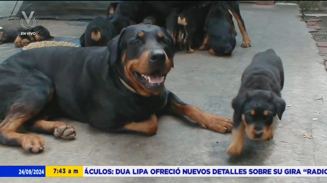 Zeus: bisnieto del héroe canino de la tragedia de Vargas - 24 de septiembre de 2024