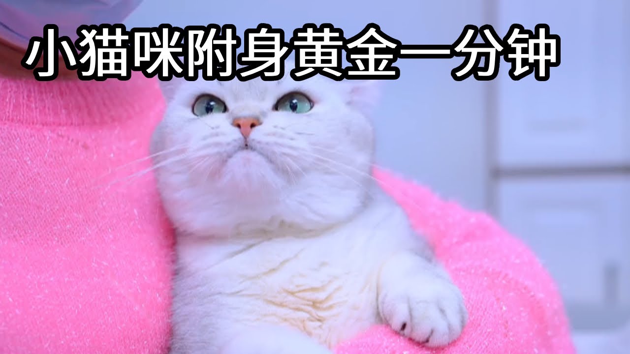 七宝以为是自己看动画片眼睛看坏了，看到的猫居然是透明的，没想到小猫咪只是想换一分钟用来做这件事！