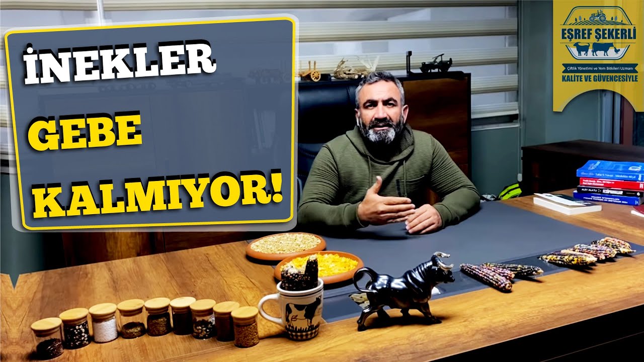 İnekler  Gebe Kalmıyor!