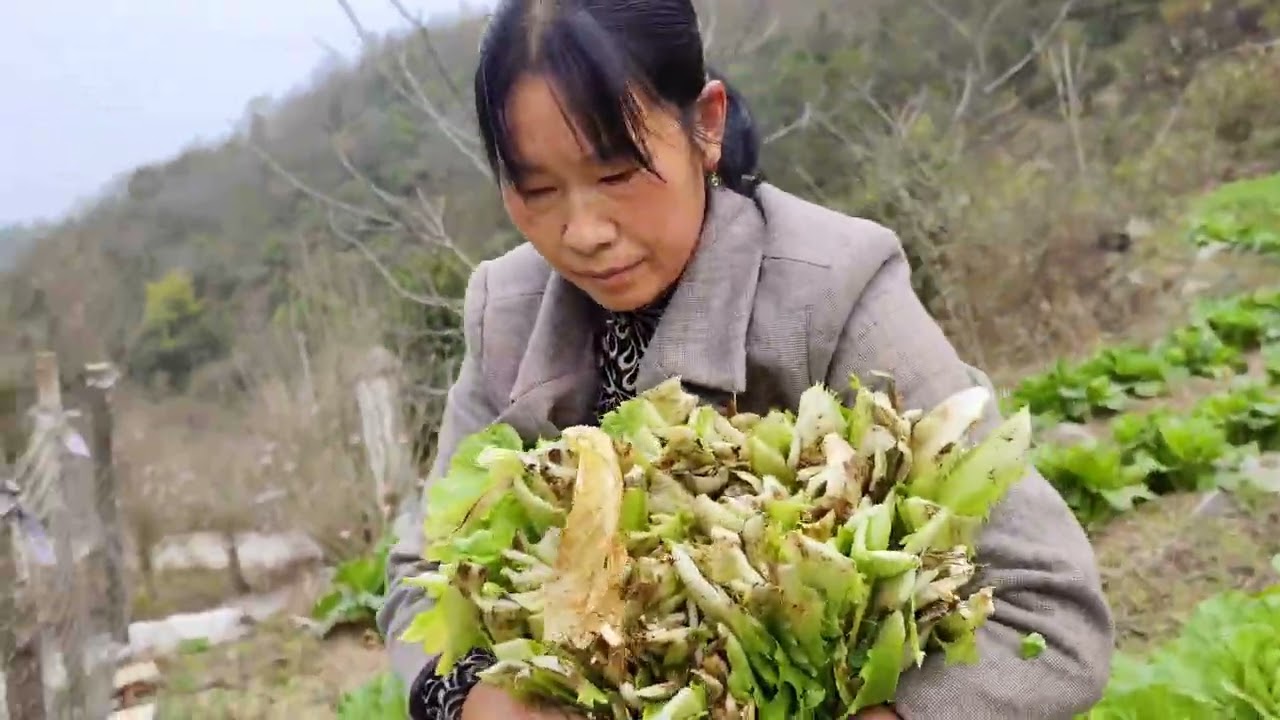 老妈种的大白菜，怕到过年都吃不完噢！🤪🤪#记录真实生活 #大学生回家后的生活 #大学生放假后的现状 #回村的生活 #vlog日常
