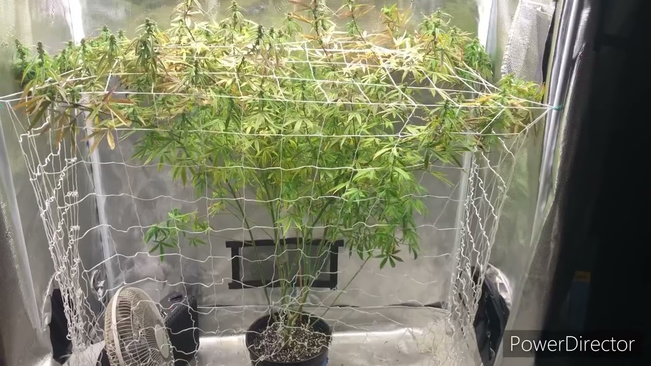 What a male cannabis plant looks like and the benefits of growing a male plant.