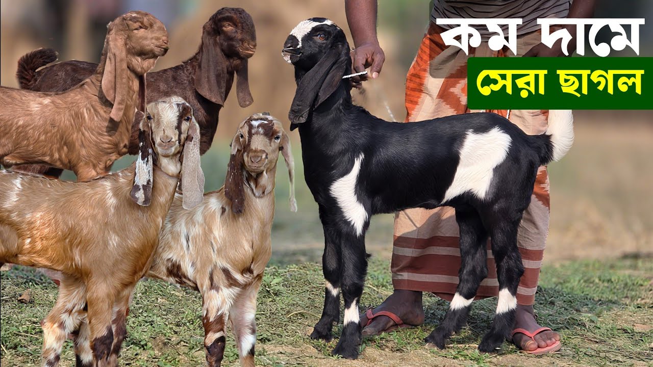 কম দামের তোতাপুরি হরিয়ানা বিটল সংমিশ্রণ বাচ্চা কিনুন নাটোর নলডাঙ্গা থেকে Goat kids price 