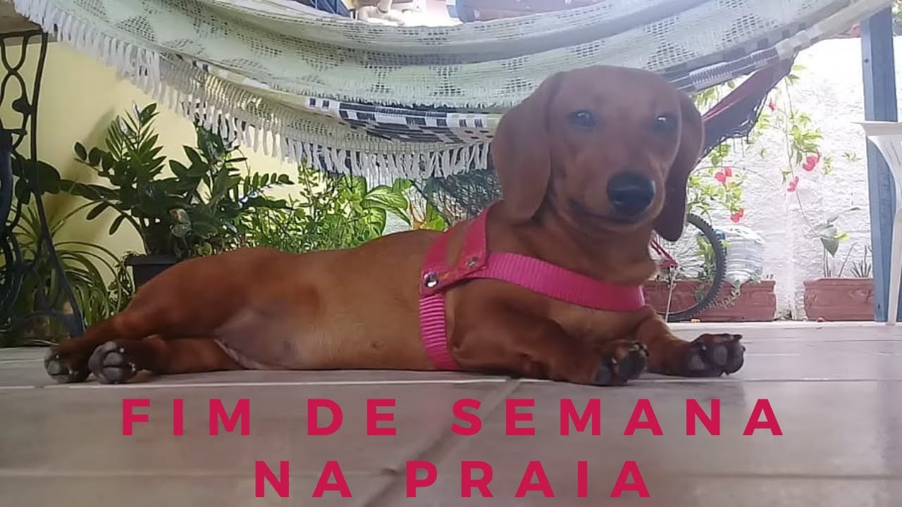 Fim de semana na PRAIA! Chl&ouml;e, a salsichinha #Salsichinha #Dachshund #Bassotto #Teckel