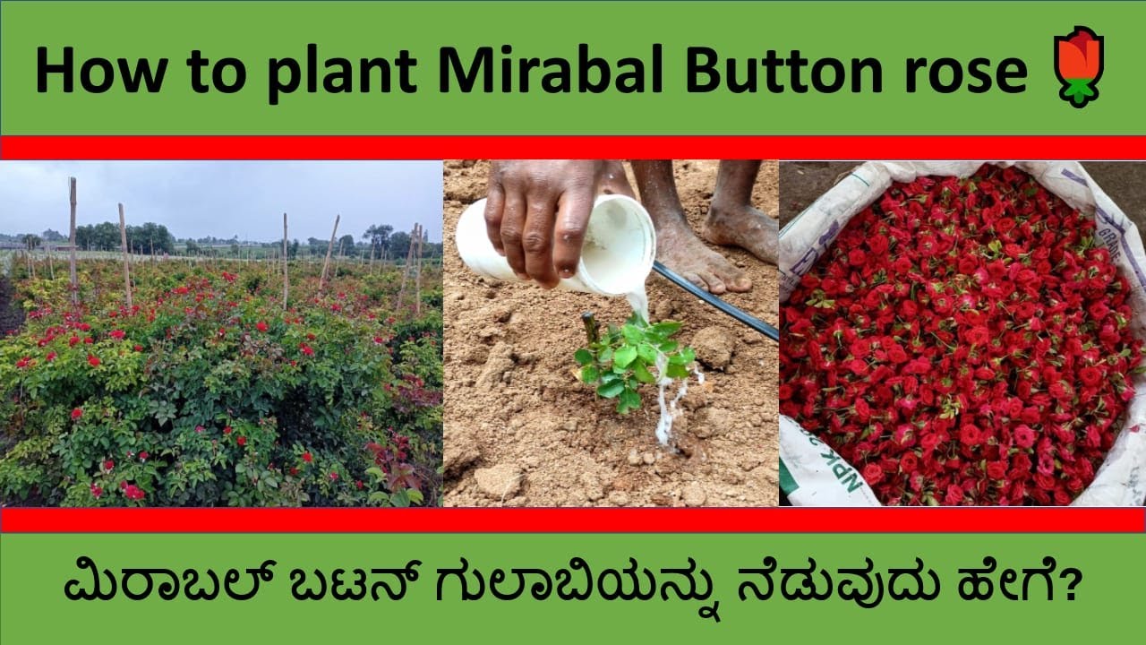 How to plant mirabal Button rose 🌹? | ಮಿರಾಬಲ್ ಬಟನ್ ಗುಲಾಬಿಯನ್ನು ನೆಡುವುದು ಹೇಗೆ? | 6362850868