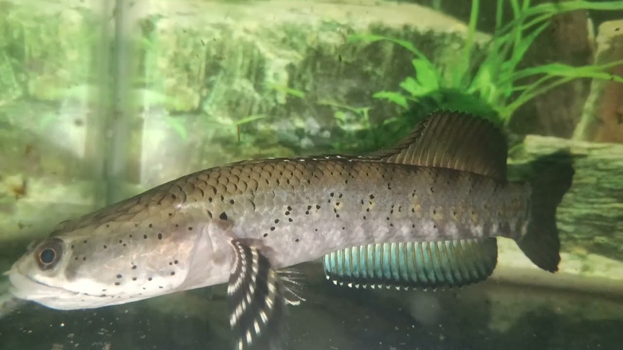 Ikan chana eind