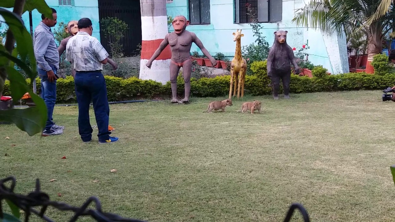 Tiger cubs are playing in Indore zoo.