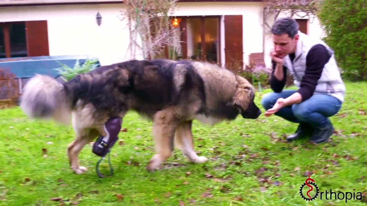 Orthopia  - Prothèse pour chien, sur un amputation postérieure