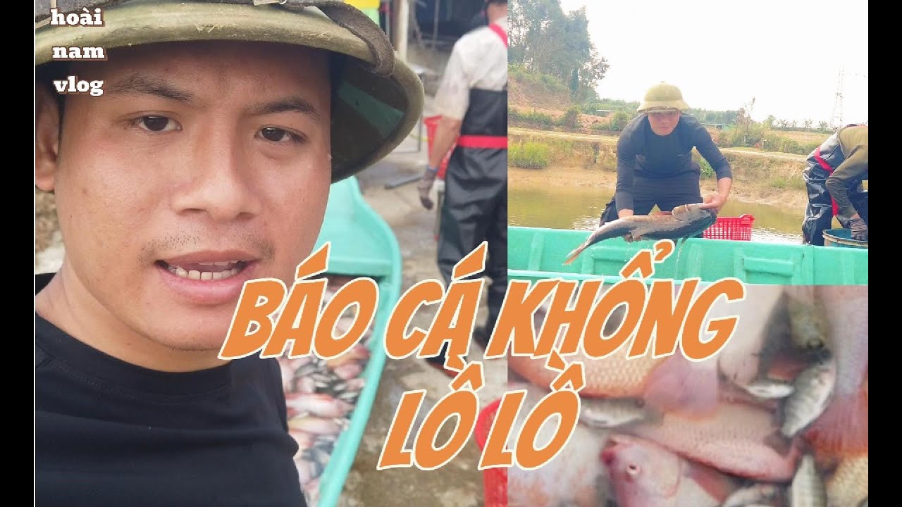 thu hoạch cá tại trang trại cá lớn nhất quê mình và báo cá khủng
