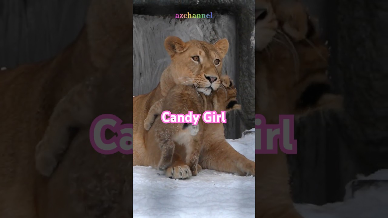 甘えっ子フウ🎈🍬The cutest baby and mother lion love!#shorts  #lion #baby