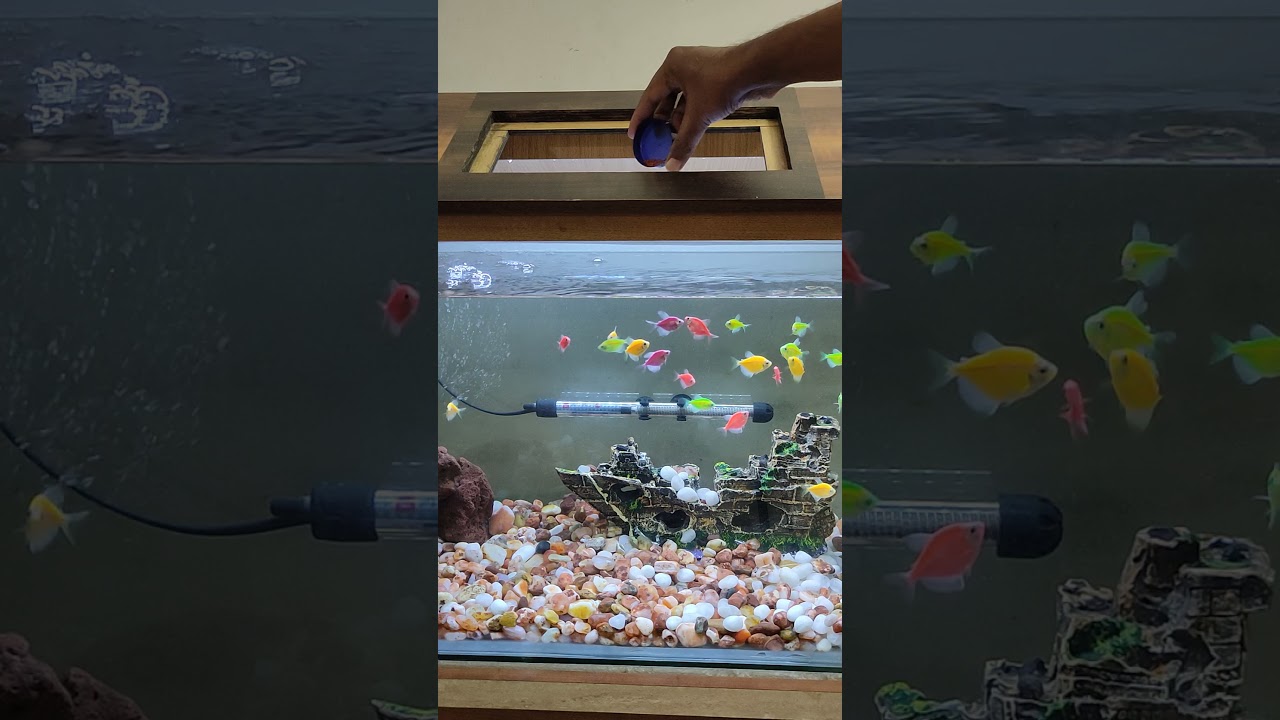 Glofish | tetra | feeding time