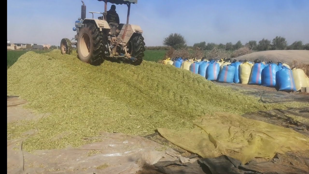 طريقة زرع السورغو (البشنة)او الوقت لي كتزرع فيها لي كتوصل حتى 4 متر