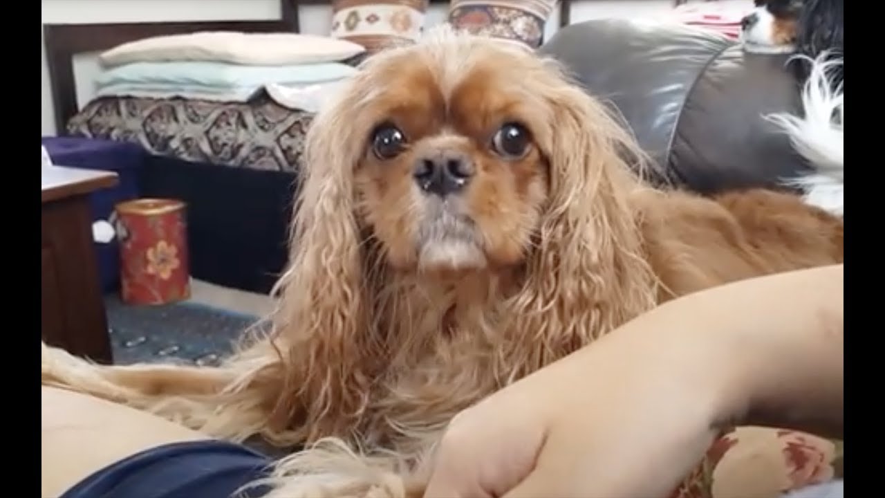Cavaliers are LOVE BUGS 💗 - Cavalier King Charles Spaniel