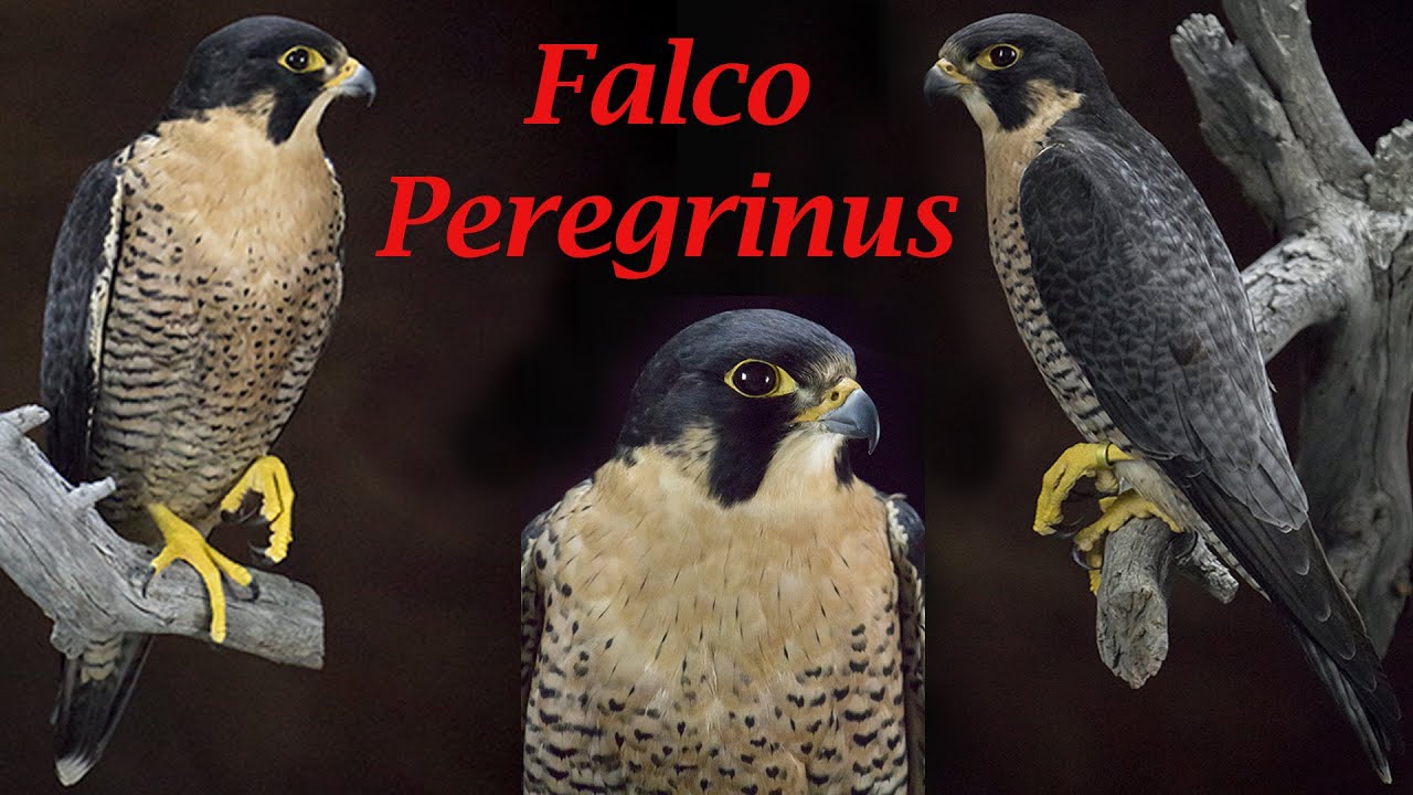 Peregrine Falcon. Part 2... Art of Taxidermy.