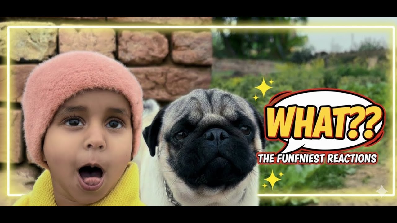 Pug dog watching girls and their matterkashti 😜😜😜 