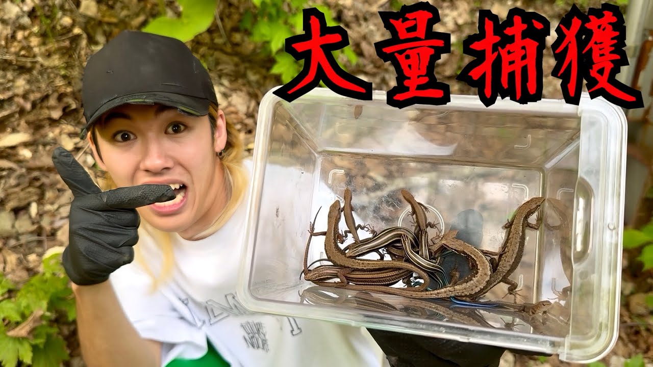 【必見】カナヘビ、ニホントカゲを超簡単に大量捕獲する方法を教えます