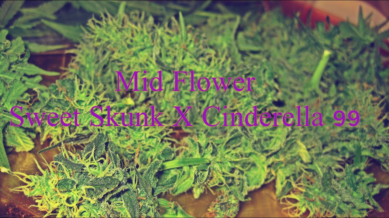 Grow Series: Sweet Skunk X Cinderella 99   Mid Flowering