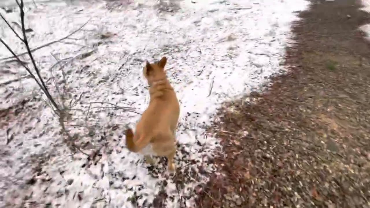 Border patrol after light snow, Carolina dog, Taiwan dog, Sunny the dog, American dingo