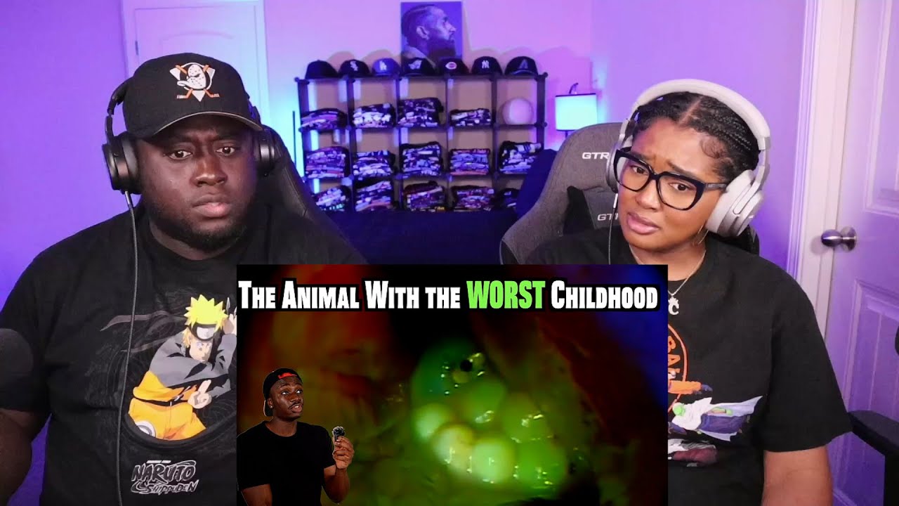 Kidd and Cee Reacts To Animals that get the Middle Finger from Childhood (Casual Geographic)