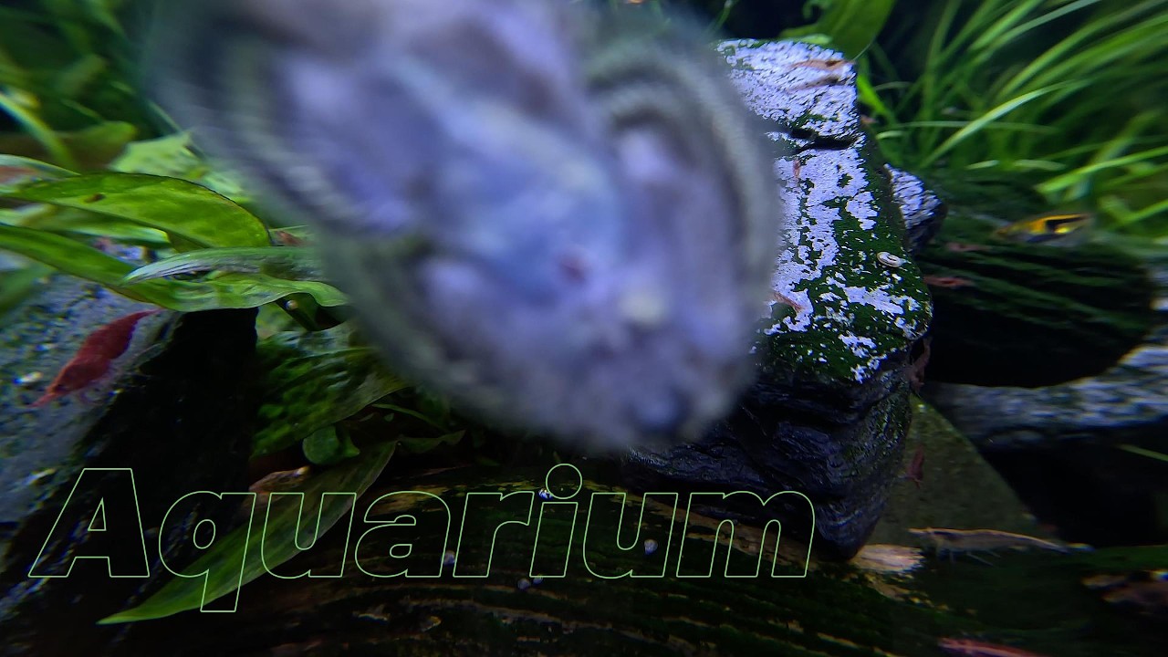 Aquarium in a fisheye lens