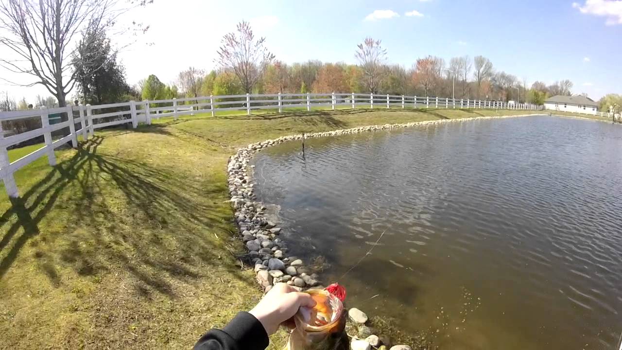 Lip glu shad scent
