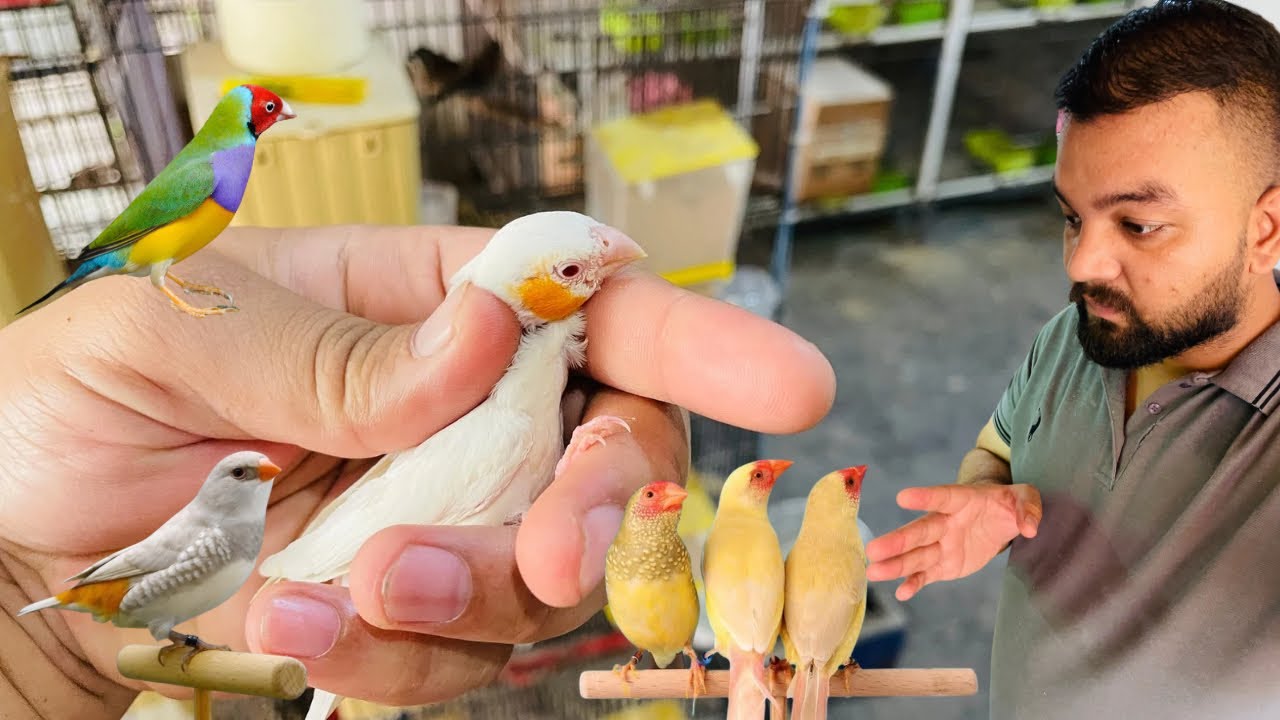 Exotic and Gouldian Finches Breeding farm at Gujranwala ||01-03-26||Lala Aviary Gujranwala 