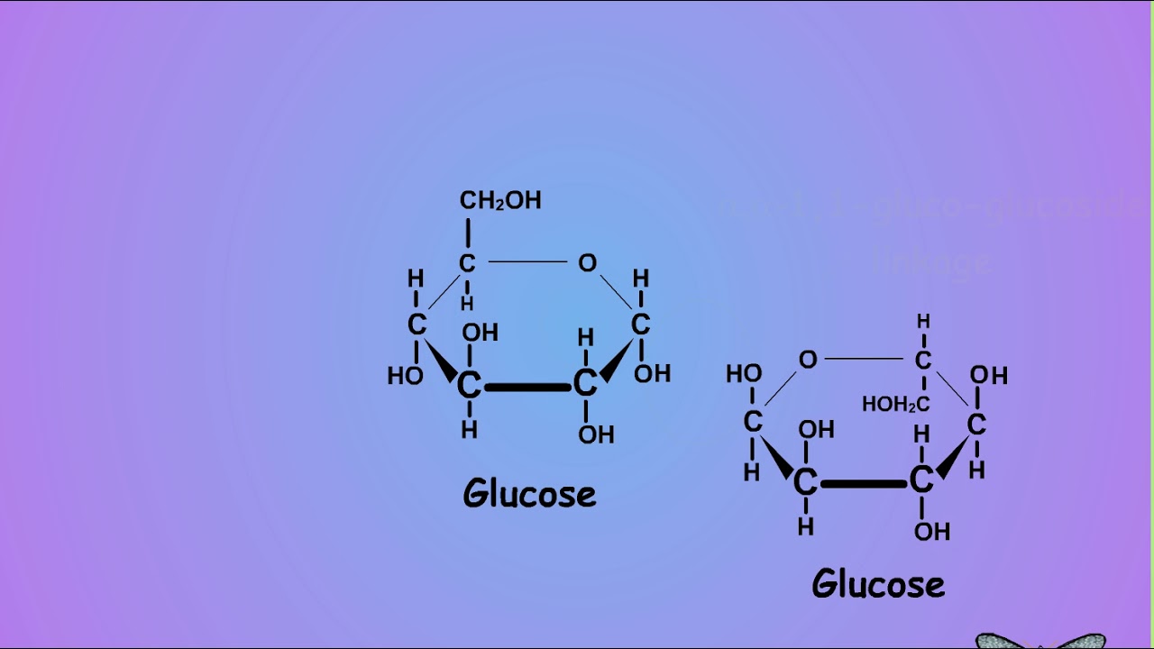 01 What is trehalose and why care?