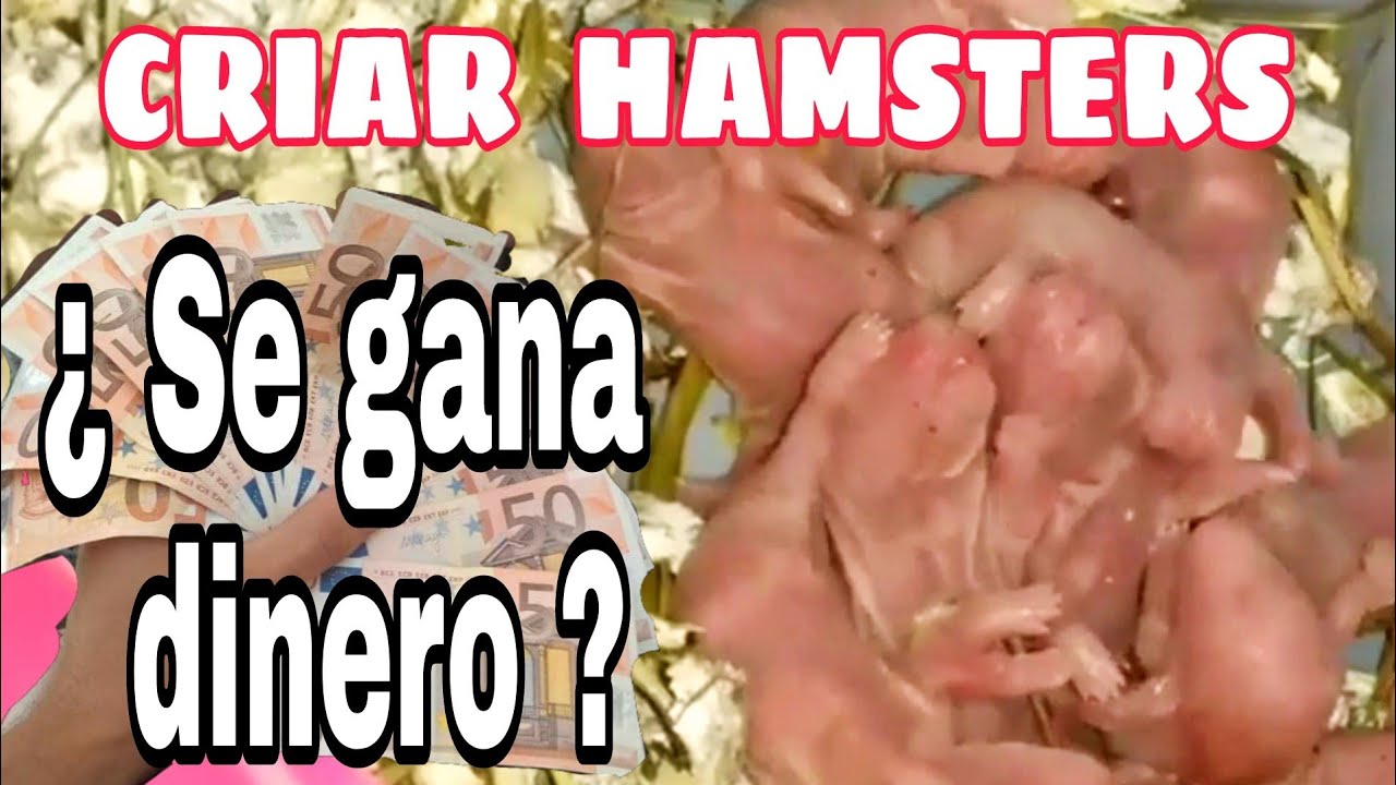 Criar hámsters para ganar dinero