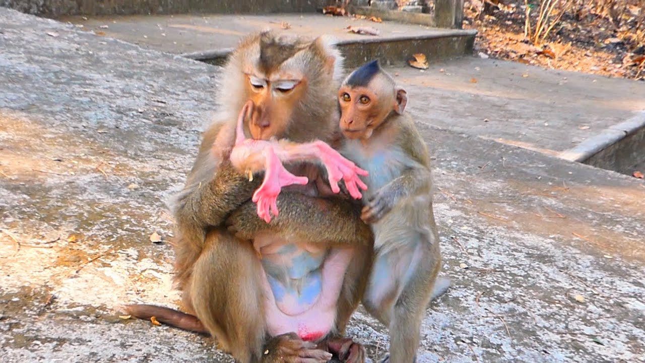 LIve:Old Mama ROZA Carefully Checks Her Baby’s Health After Waking — Gentle Care in the Wild 🐒💛