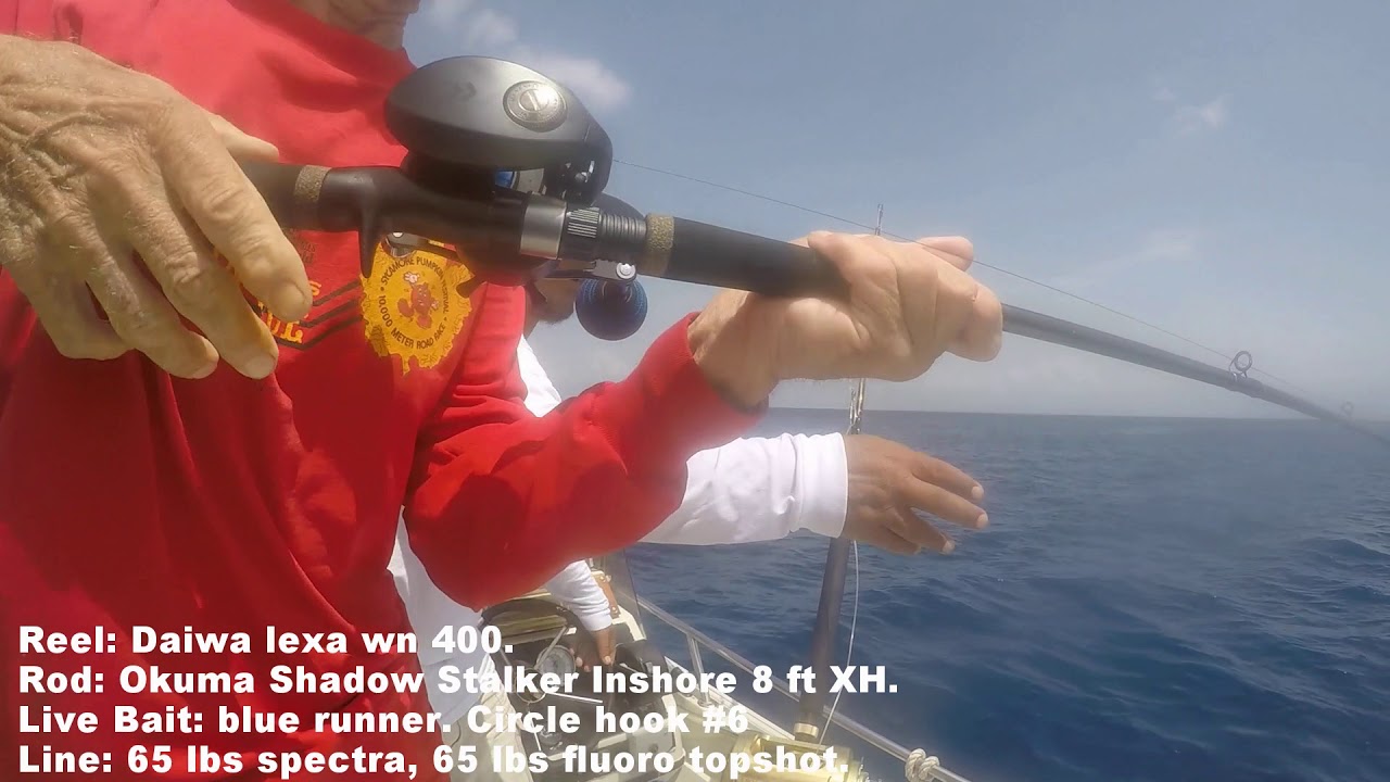 Daiwa Lexa Winn 400 vs medium size  amberjack