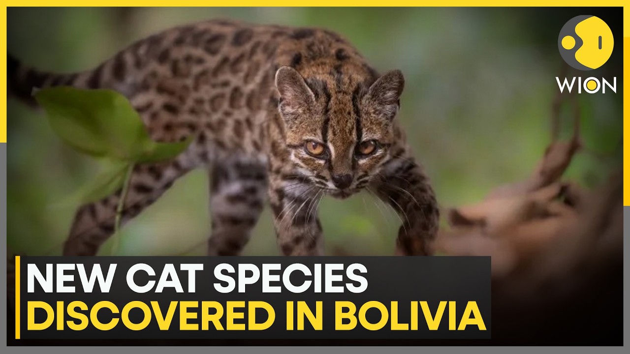 New Wild Cat Species Discovered In Bolivia After More Than 100 Years | WION