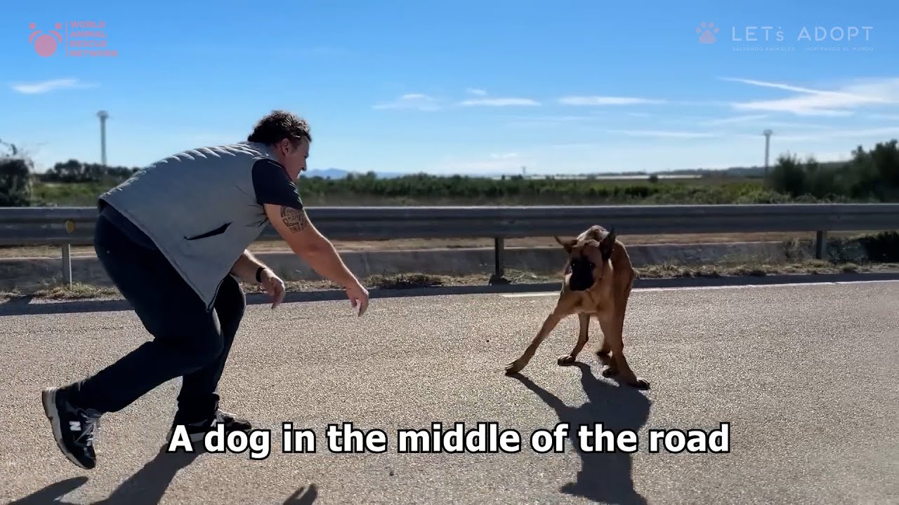A Starving Scared Dog is Rescued from the Middle of a Busy Road & He Was SO Hungry!