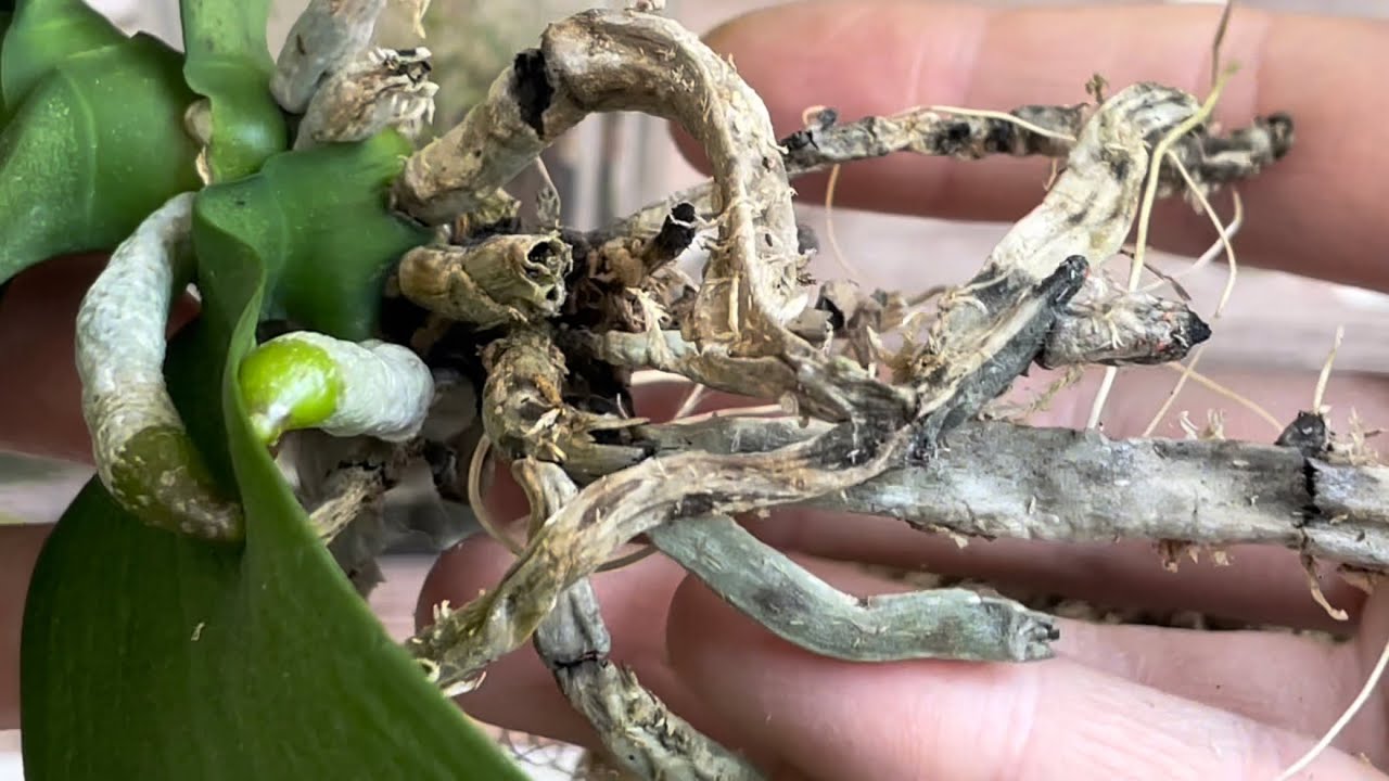 Принимаем новые орхо-вызовы🙌🏻✔️new orcho-challenges are accepted✍🏻