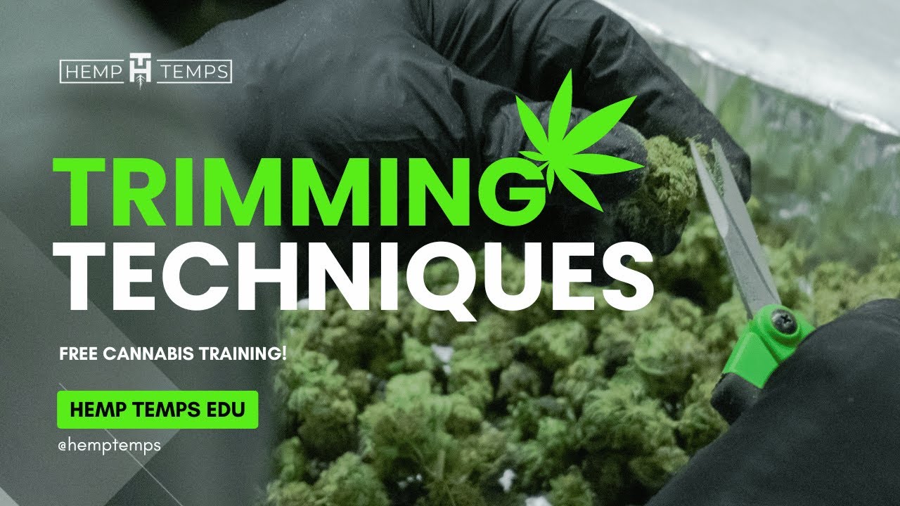 Trimming Techniques | Hemp Temps University | Free Cannabis Training