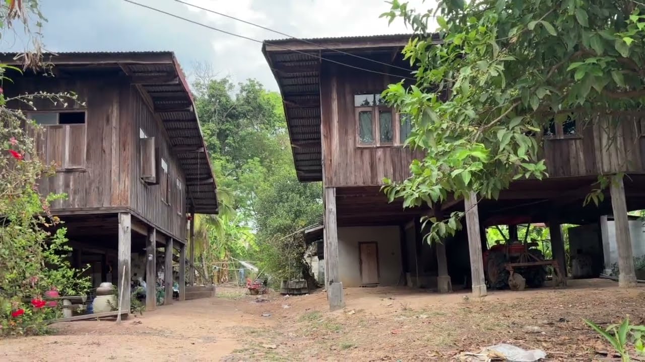 ชนบทอีสาน“ บ้านม่วง”ต.พรสวรรค์ อ.นาจะหลวย￼ จ.￼ อุบลราชธานี
