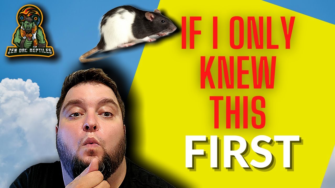 Watch this First before you Start Breeding Feeder Rats!