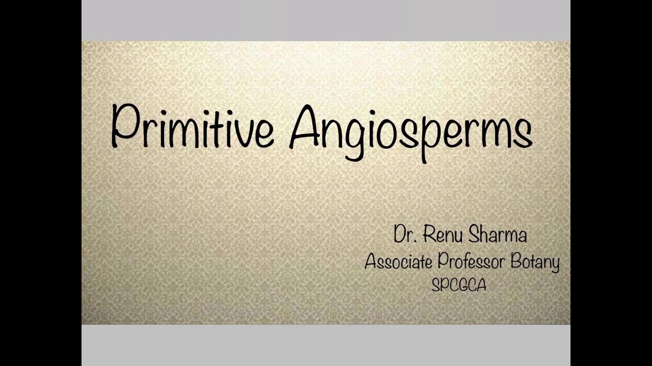 Primitive Angiosperms  ::  Dr. Renu Sharma