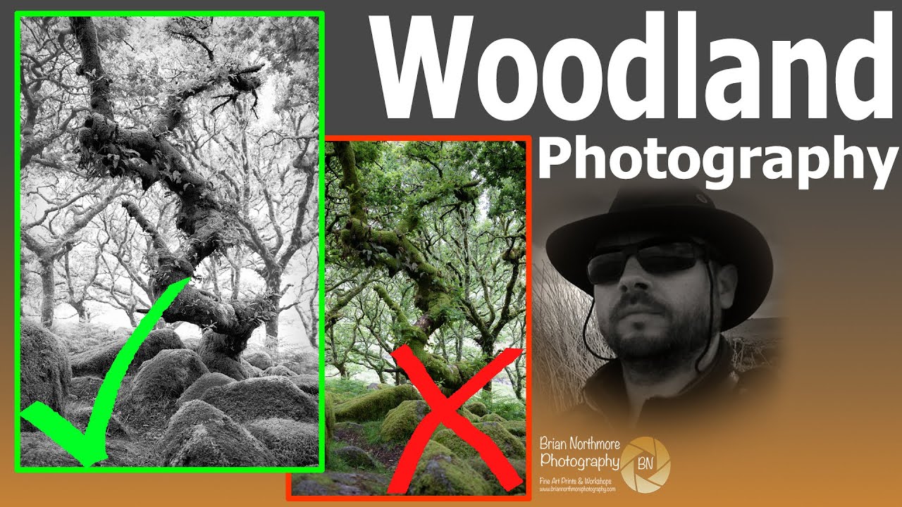 Black and White Woodland Photography Composition
