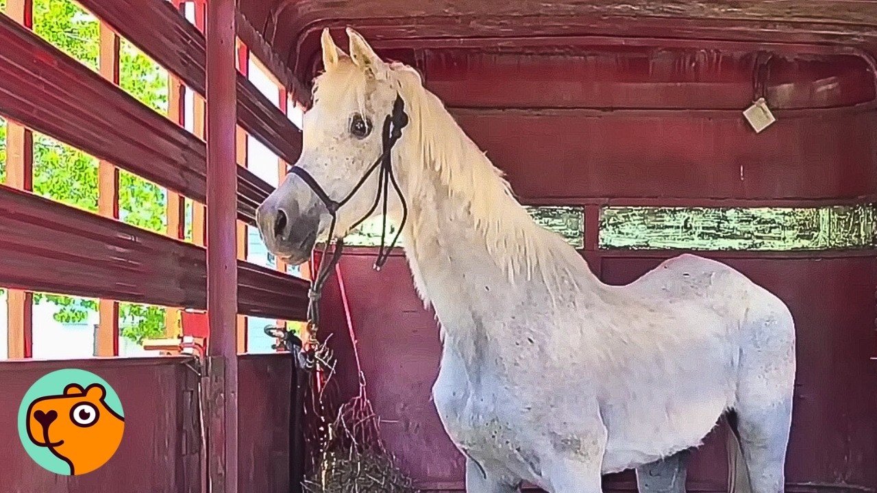 Sad Horse Finally Steps Out of Trailer And Becomes The Biggest Diva | Cuddle Buddies