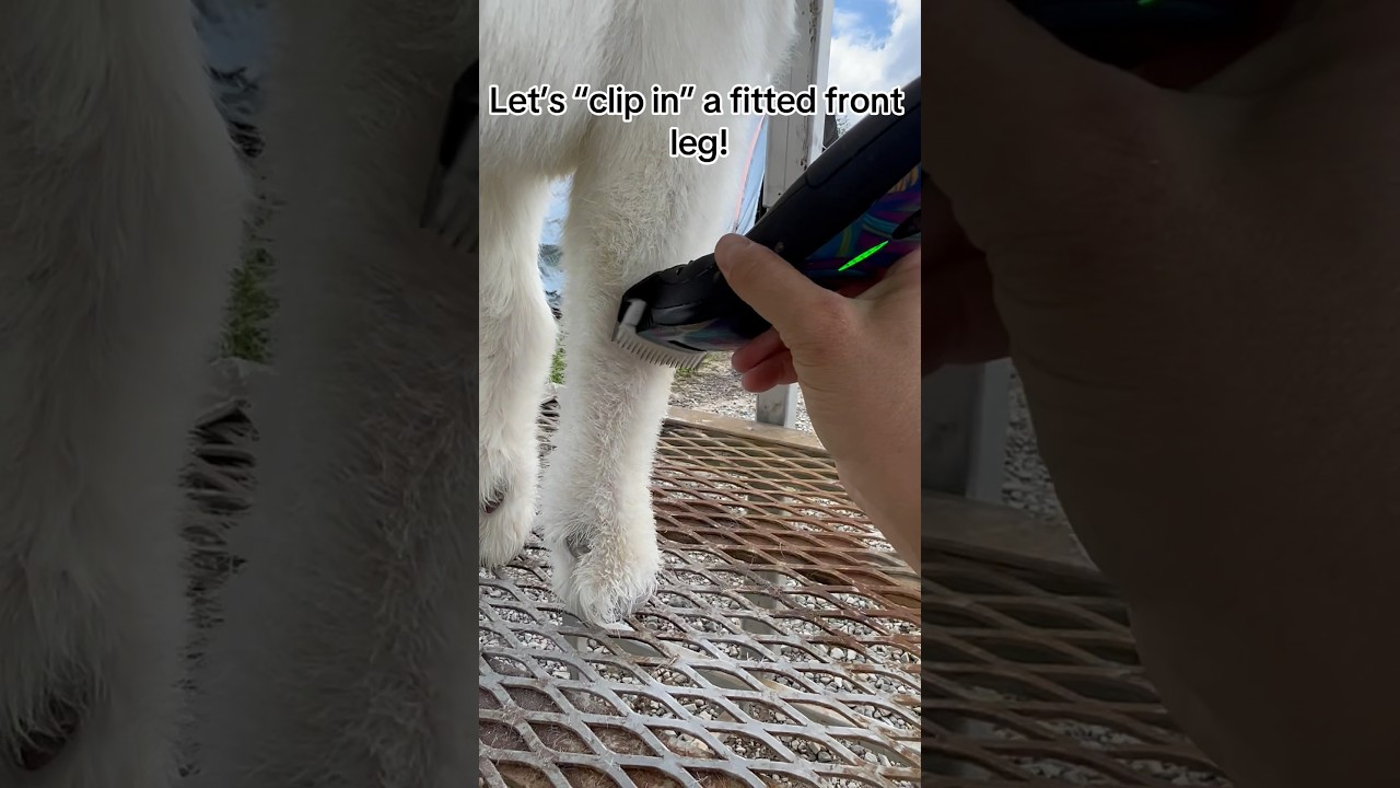 Beginner Friendly Clipping a Fitted Front Leg on a Show Goat #shorts #livestockfitting #showgoats
