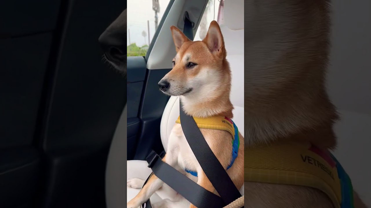 Experiencing an ￼existential crisis hehe 🥰#dogshorts #shibadog #midlifecrisis