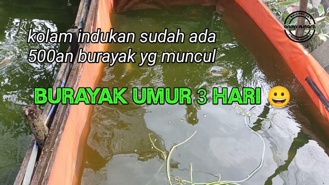 BANYAK LARVA / BURAYAK IKAN NILA DI KOLAM PEMIJAHAN 😀👍 || panen larva ikan nila tiap hari