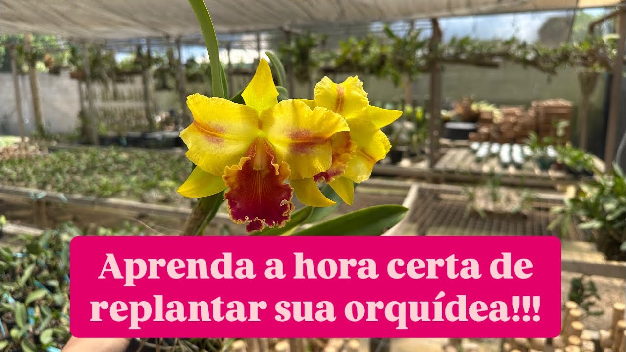 POSSO REPLANTAR UMA ORQUÍDEA COM FLORES?