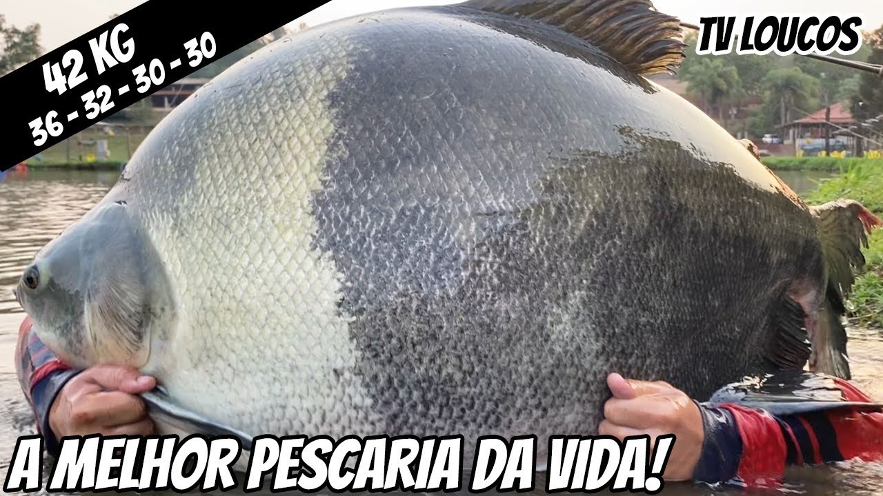 TAMBACU DE 42 KG E GIGANTES ACIMA DOS 30 NA MELHOR PESCARIA DA VIDA! PESQUEIRO ISHIKAWA - TV LOUCOS