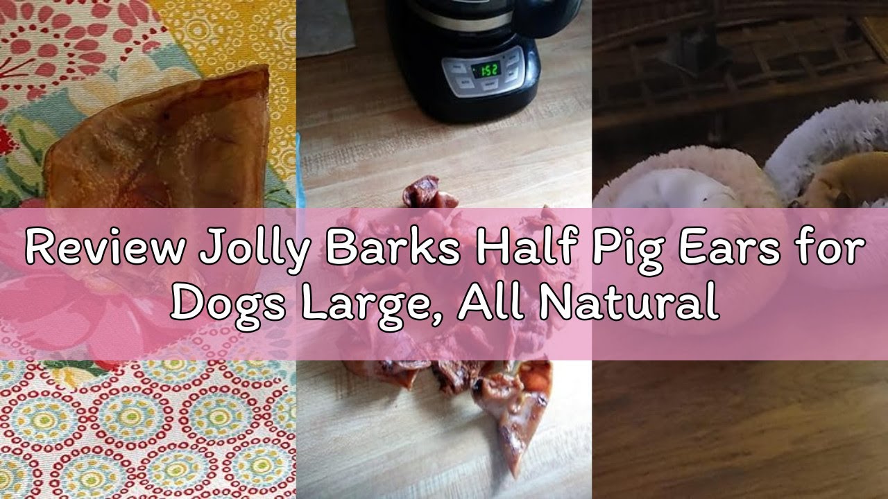 Review Jolly Barks Half Pig Ears for Dogs Large, All Natural, Single Ingredient Pigs Ears for Dogs -