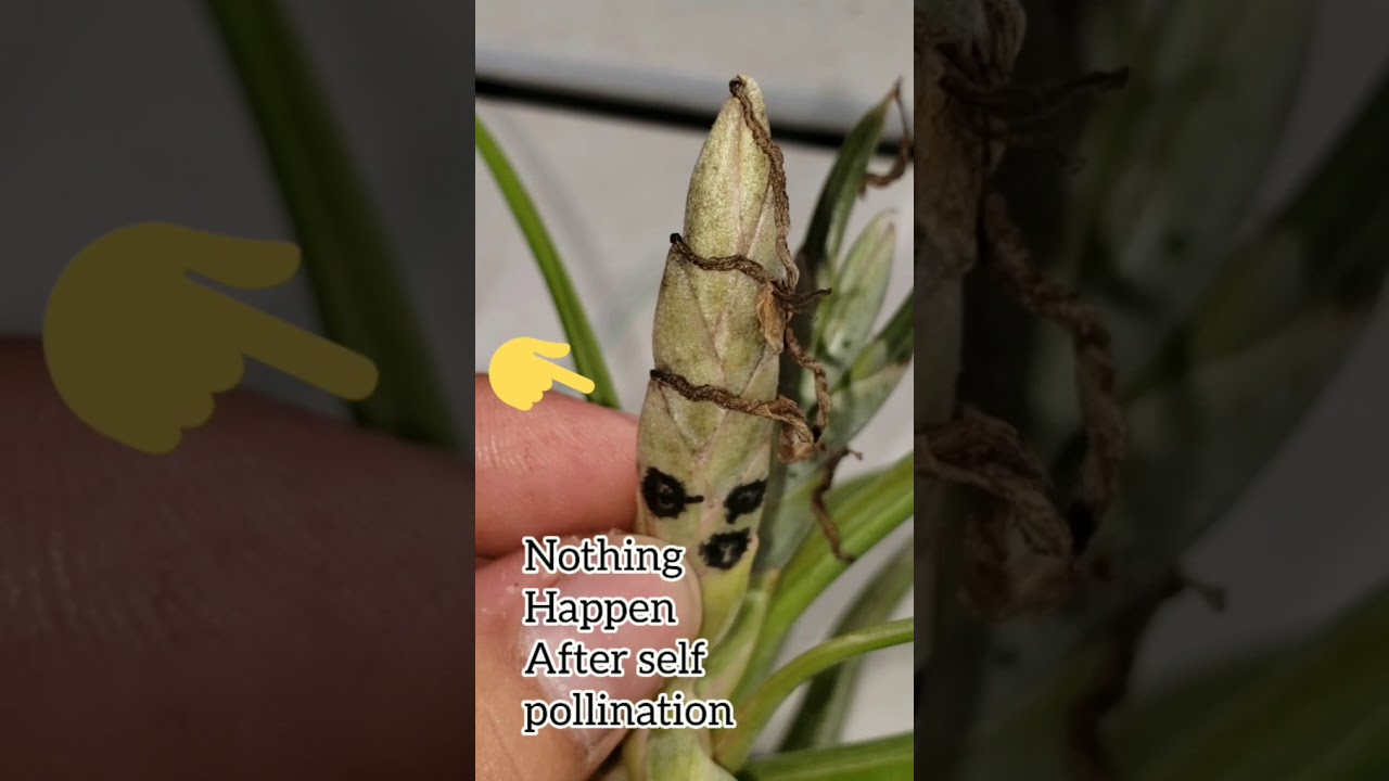 Tillandsia Air Plants Hybridization For Beginner, Growing From Seeds.